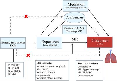 Genetic information supports a causal relationship between trace elements, inflammatory proteins, and COPD: evidence from a Mendelian randomization analysis